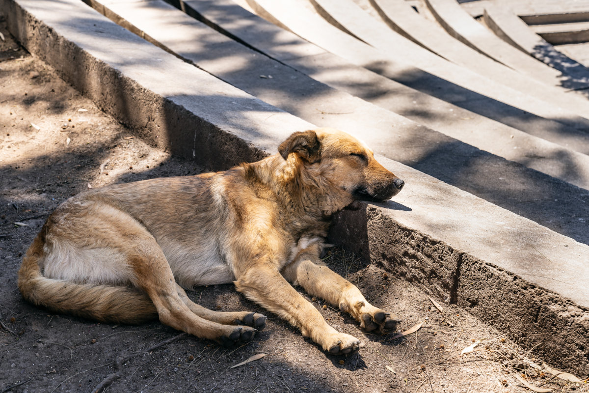 我可以吃掉狗的內臟嗎？