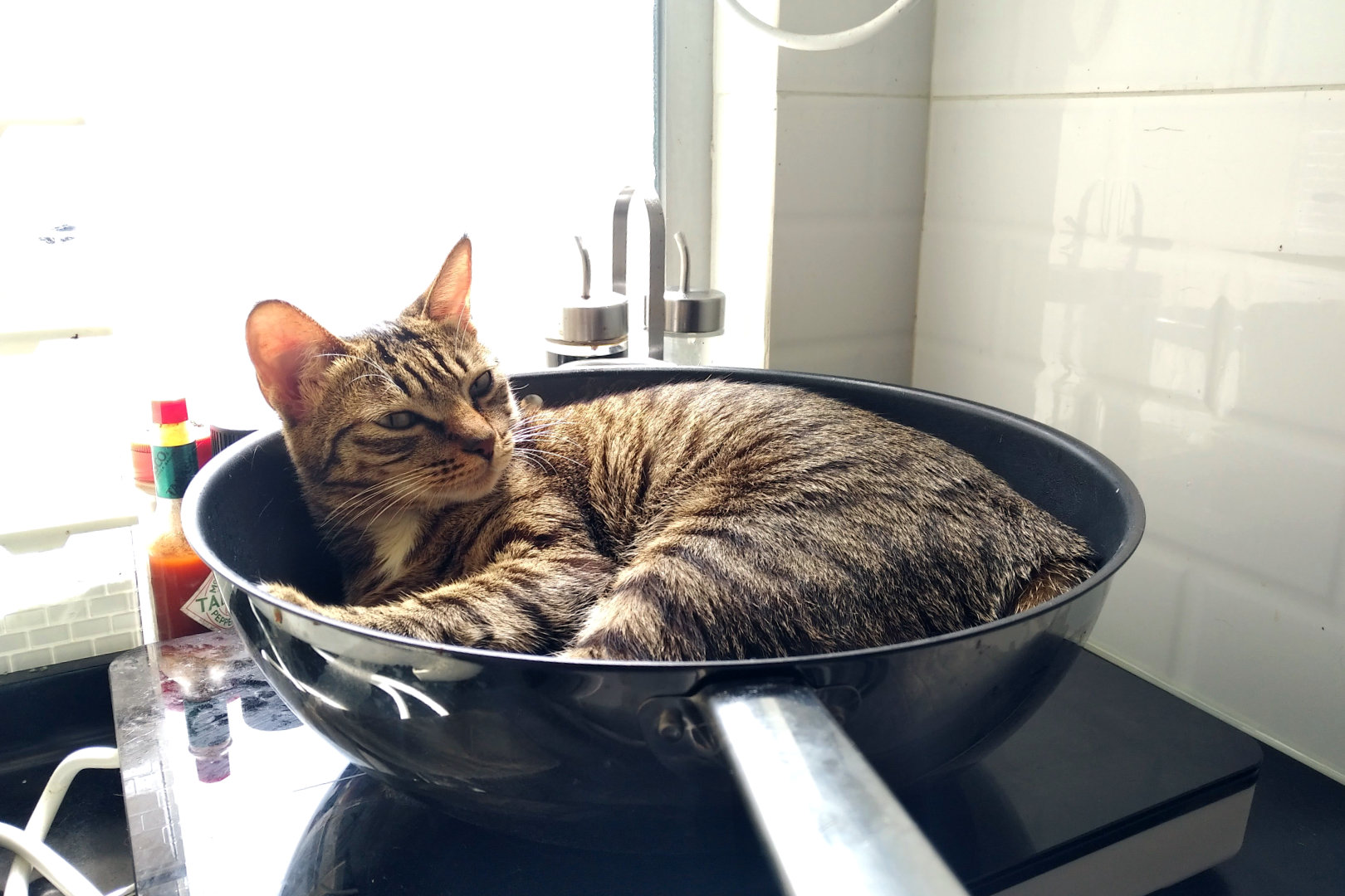 售賣貓肉招致牢獄之災