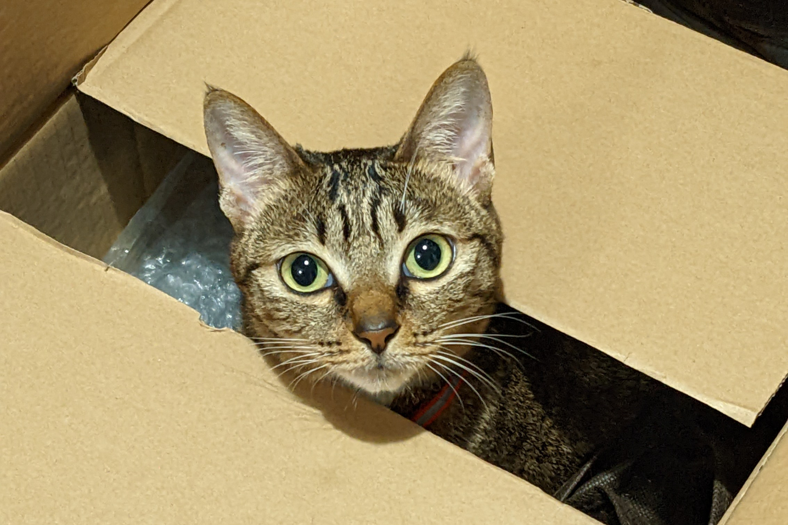 貓不可殺不可辱